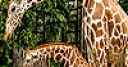 Jeu Giraffes in the forest slide puzzle