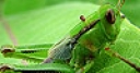 Jeu Green grasshopper slide puzzle