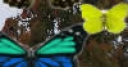 Jeu Hidden 120 Butterflies