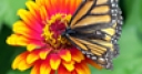 Jeu Jigsaw: Butterfly on Flower