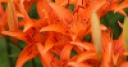Jeu Jigsaw: Orange Lilies