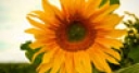 Jeu Jigsaw: Sunflower 2