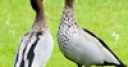 Jeu Jigsaw: Two Geese