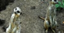 Jeu Jigsaw: Two Meerkats