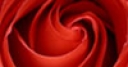 Jeu Red Rose Jigsaw