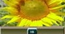 Jeu Sunflower Sliding puzzle
