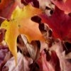 Jeu Autumn Leaves Slider en plein ecran