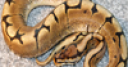 Jeu Beady Eye – Snakes