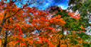 Jeu Beautiful Fall Tree Jigsaw Puzzle