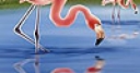 Jeu Beautiful flamingos puzzle