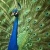 Jeu Beautiful peacock