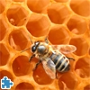 Jeu Bee on Honeycomb en plein ecran