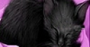 Jeu Black sleepy cat slide puzzle