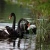 Jeu Black swans