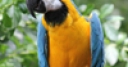 Jeu Blue and Gold Macaw Slider Puzzle