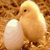 Jeu Chick and egg en plein ecran