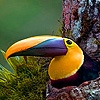 Jeu Colored beak in the mountain puzzle en plein ecran