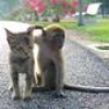 Jeu Cute friends: Kitty and monkey en plein ecran