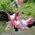 Jeu Dancing flamingos