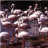 Flamingo Jigsaw