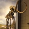 Jeu Fossil Mammoth Slider en plein ecran