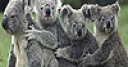Jeu Four koala slide puzzle