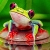 Jeu Frogs in the jungle puzzle