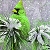Jeu Green bird on the snow garden puzzle