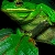Jeu Green fat frog puzzle