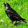 Jeu Hidden Emeralds: Birds en plein ecran