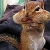 Jeu Hungry cute squirrel slide puzzle