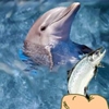 Jeu Hungry Dolphin Game en plein ecran