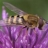 Hybrid Bees