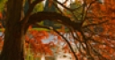 Jeu Jigsaw: Autumn Pond Tree