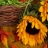 Jigsaw: Autumn Sunflower