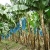 Jeu Jigsaw: Banana Plants