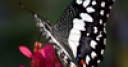 Jeu Jigsaw: Black And White Butterfly