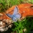 Jigsaw: Blue Butterfly