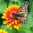 Jigsaw: Butterfly on Flower