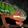 Jeu Jigsaw: Chameleon en plein ecran
