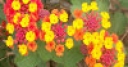 Jeu Jigsaw: Colorful Flowers