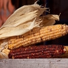 Jeu Jigsaw: Corn Cobs en plein ecran