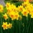 Jigsaw: Daffodils