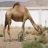 Jigsaw: Dromedary Camel