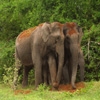 Jeu Jigsaw: Elephant Couple en plein ecran