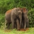 Jeu Jigsaw: Elephant Couple