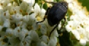 Jeu Jigsaw: Flower Beetle