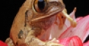 Jeu Jigsaw: Flower Frog