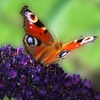Jeu Jigsaw: Fly And Butterfly en plein ecran