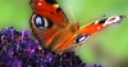 Jeu Jigsaw: Fly And Butterfly